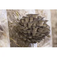 Мешки для грибов 380x1000 мм 50 мкм 10 шт.